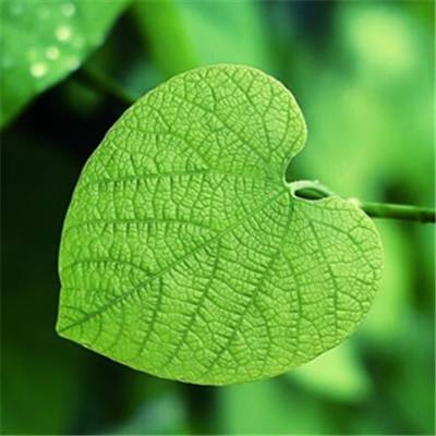 玄界之战公测游戏下载