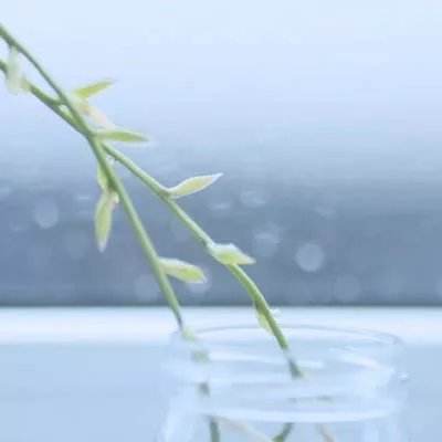 神经侠侣游戏下载